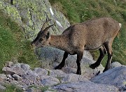 91 Stambecco femmina al pascolo